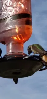 Hummingbirds delicately feed at a nectar bottle against a clear blue sky.