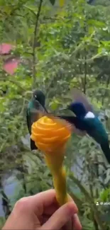 Two hummingbirds feeding from an orange blossom in a forest.