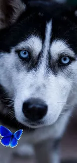 Husky with bright blue eyes and a blue butterfly on its nose.