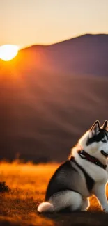 Husky sitting in a field during a golden mountain sunset.