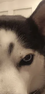 Close-up of a husky dog's face with striking eyes.