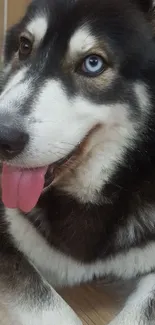 Close-up of a husky dog with blue eyes and relaxed pose.