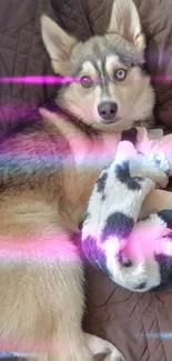 Husky dog lying with plush toy on brown couch.