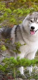 Husky dog peeking through a lush green forest scene.