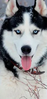 Husky dog with blue eyes in snowy landscape wallpaper.