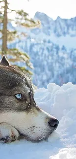 Husky lying in snow with a mountain backdrop.