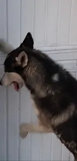 Husky dog playfully knocking on a door.