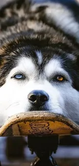 Husky with heterochromia on skateboard.