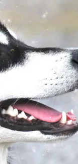 Close-up of a husky dog with white and black fur, looking sideways.