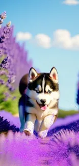 Husky puppy running in a lavender field with a clear blue sky.