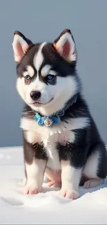 Husky puppy sitting in the snow with blue eyes and a fluffy coat.