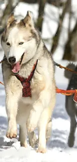 Siberian husky sledding through the snow on a bright winter day.