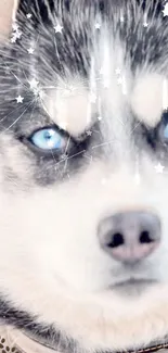 Husky with blue eyes among twinkling stars on wallpaper.