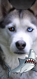 Husky with different colored eyes and a cartoon shark illustration.