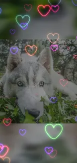 Husky lying on grass with neon heart overlay.