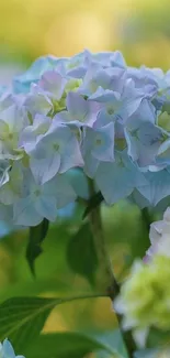 Close-up of pastel hydrangea blooms with light green background.