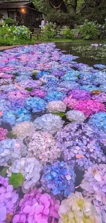 Colorful hydrangeas in a serene outdoor path.