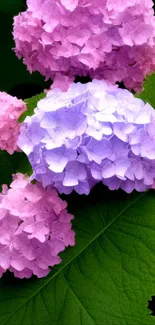 Pink and purple hydrangeas with green leaves wallpaper.