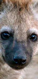 Close-up portrait of a hyena with warm earthy tones, ideal for phone wallpaper.