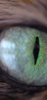 Close-up of a cat's captivating green eye with intricate details.