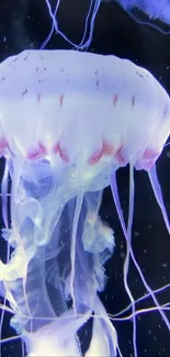 A glowing purple jellyfish in the ocean.