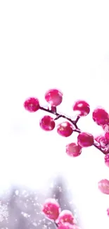 Pink berries on icy branches with a white snowy background.