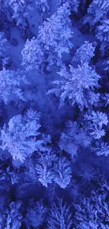 Aerial view of an icy blue forest with snow-covered trees.