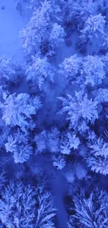 Aerial view of a snow-covered blue forest in winter.