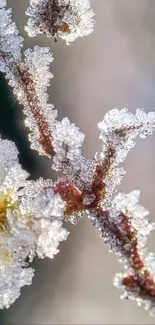 Intricate frosted branches with icy details on a mobile wallpaper.