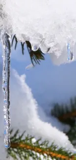 Icicles hanging from snowy pine branches with soft winter background.