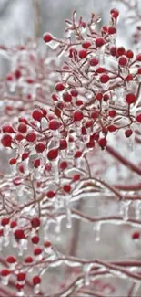 Frost-covered red berries on branches in a winter landscape.