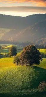 Lush green hills with trees at sunset.