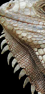 Close-up of iguana showcasing textured scales.