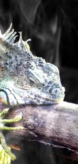 Green iguana rests on a wooden branch with a dark background.