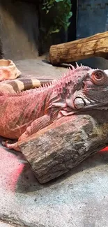 Iguana resting peacefully on a wooden log inside a natural habitat.