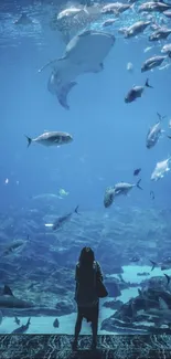 Peaceful aquarium view with various fish swimming in blue waters.