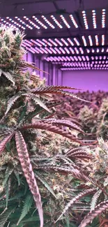 Indoor cannabis garden under LED lights with vibrant green and purple tones.