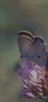 Insect Flower Pollinator Live Wallpaper