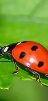 Close-up of ladybug on a green leaf, vibrant colors.