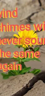 Yellow flower growing on cracked earth with inspirational text.