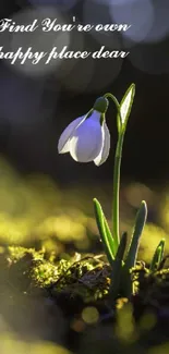 Inspirational wallpaper with blooming flower in natural light.