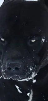 Intense black dog with snow on face.