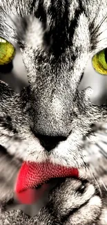 Close-up of a cat's face with yellow eyes and gray fur, tongue out.