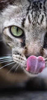 Close-up of a cat licking its nose with green eyes and detailed fur texture.