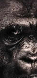 Intense gaze of a gorilla in a dark-themed portrait.