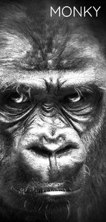 Black and white gorilla portrait with intense gaze.