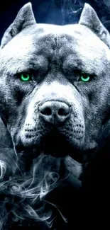 Intense pit bull with green eyes and smoky background.