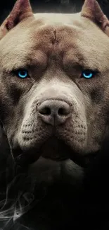 Close-up of a pitbull with blue eyes on a dark background wallpaper.