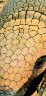 Close-up of an armadillo's intricate shell pattern.