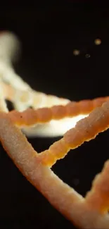 Beautiful DNA helix against black background in orange hues.